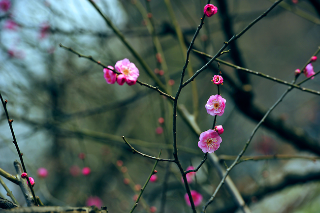 _dsc4240a.jpg