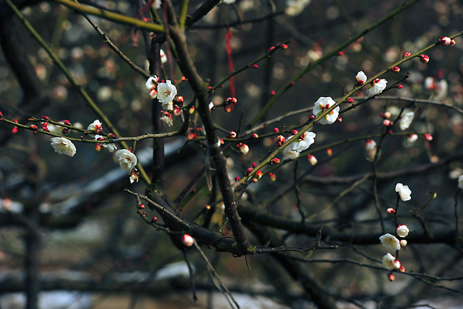 _dsc4245a.jpg