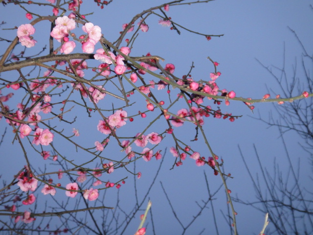 dsc00321.jpg