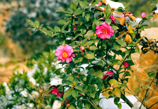 _dsc4265a.jpg