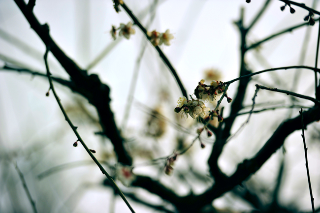 _dsc4268a.jpg