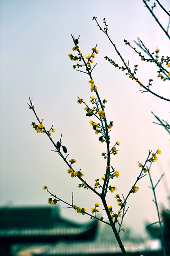 _dsc4286a.jpg
