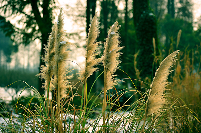 _dsc4287a.jpg