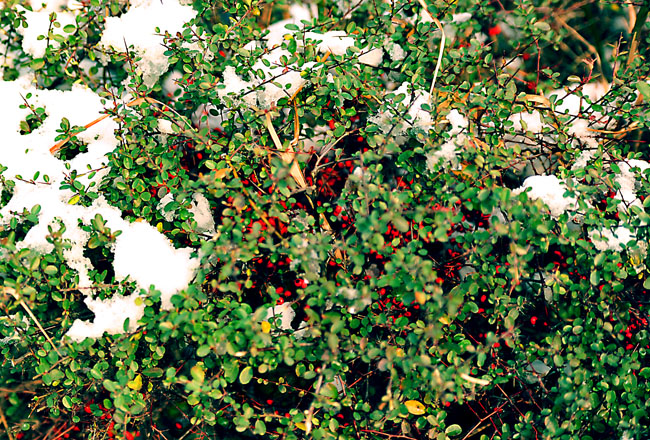 _dsc4292a.jpg