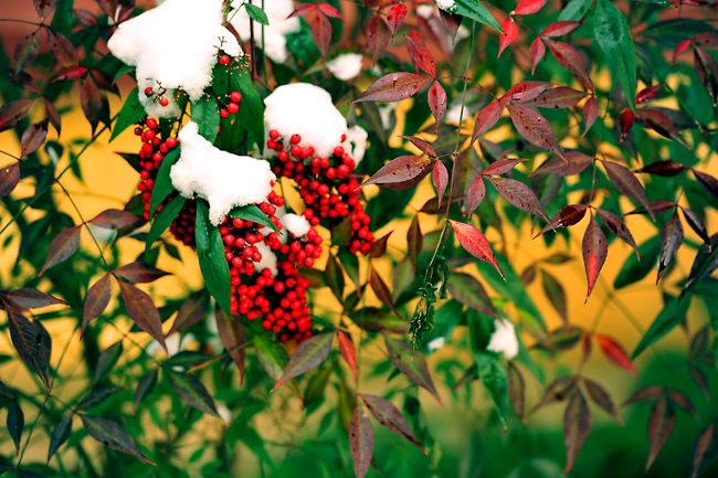 _dsc4294a.jpg