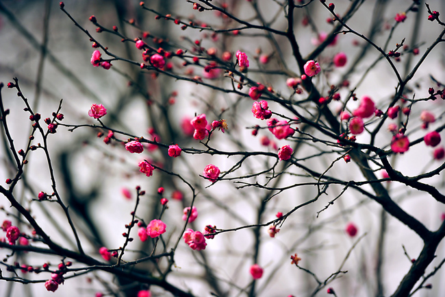 _dsc4300a.jpg