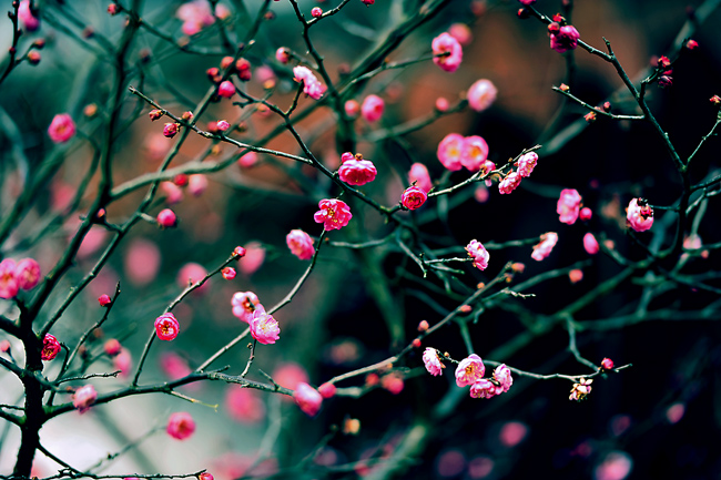 _dsc4301a.jpg