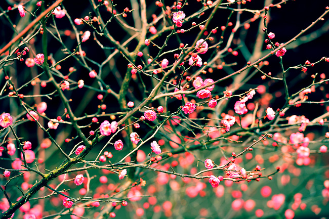 _dsc4303a.jpg