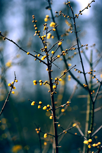 _dsc4305a.jpg