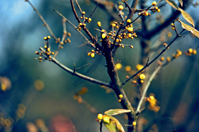 _dsc4306a.jpg