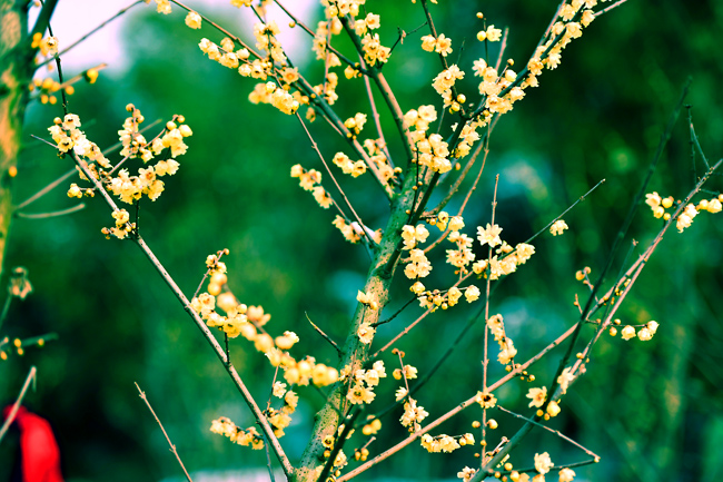 _dsc4323a.jpg