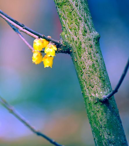 _dsc4324a.jpg