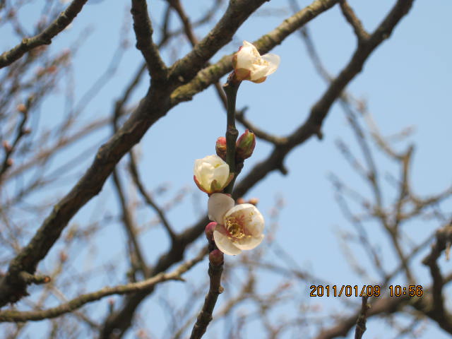 img_1240.jpg