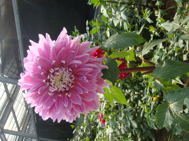 dsc03883.jpg