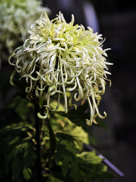 _dsc7300a.jpg