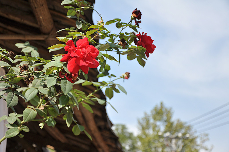 dsc_0677_.jpg