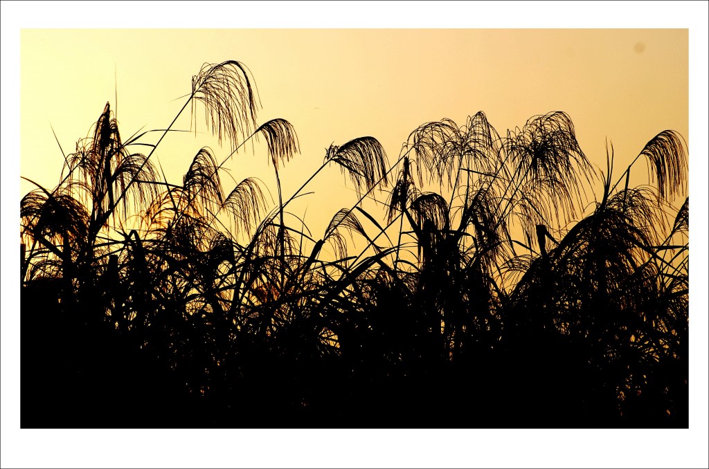 conew_1014ڷ« 073_conew1.jpg