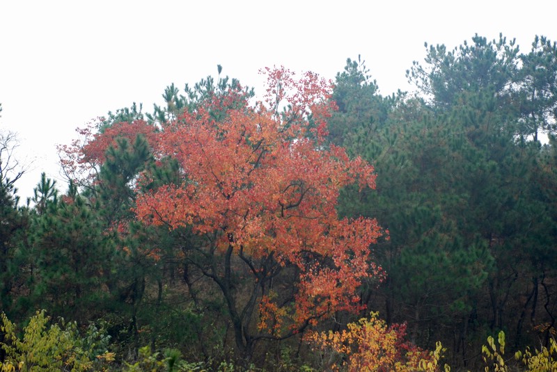 dsc_9244.jpg