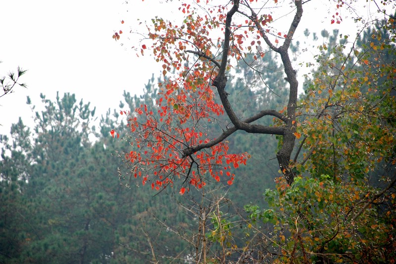 dsc_9329.jpg
