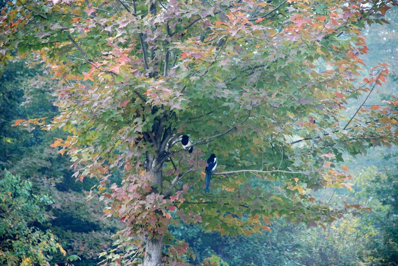 dsc_9334.jpg