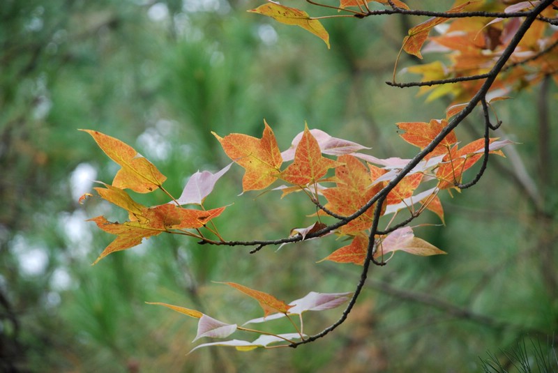 dsc_9343.jpg