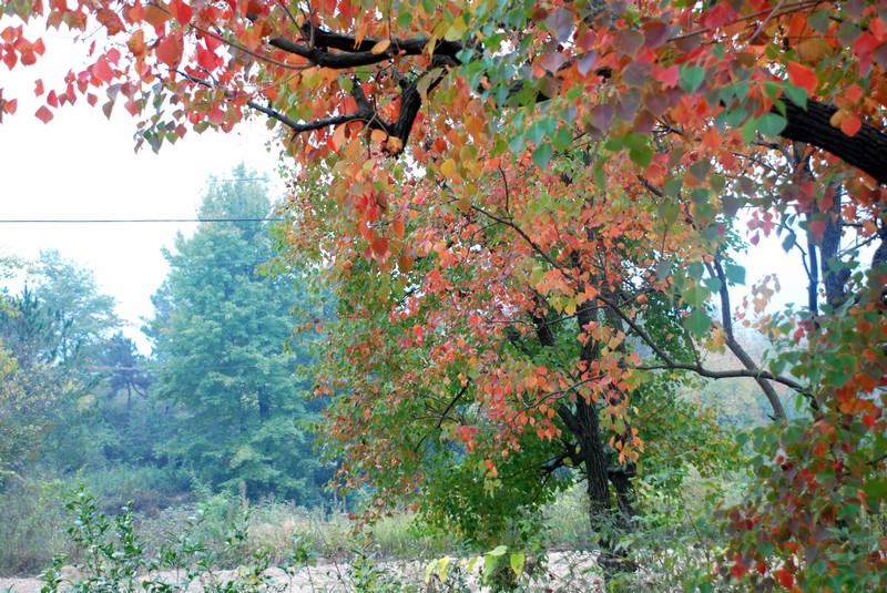 dsc_9409.jpg