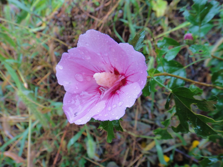 dsc06417.jpg