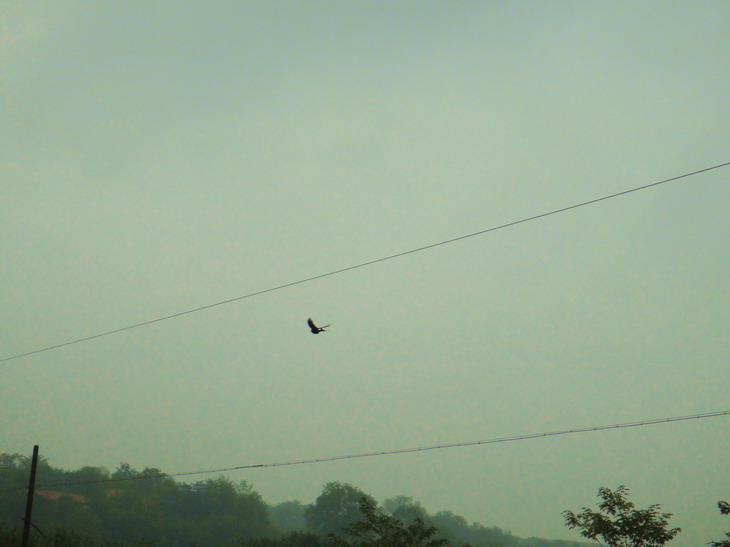 dsc06415.jpg