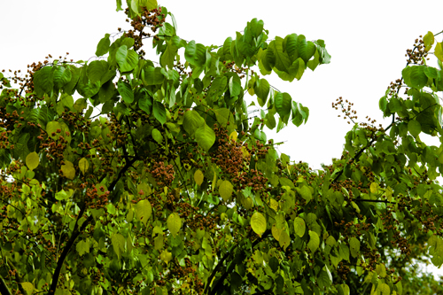_dsc7843a.jpg