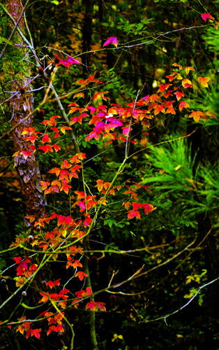 _dsc7732a.jpg