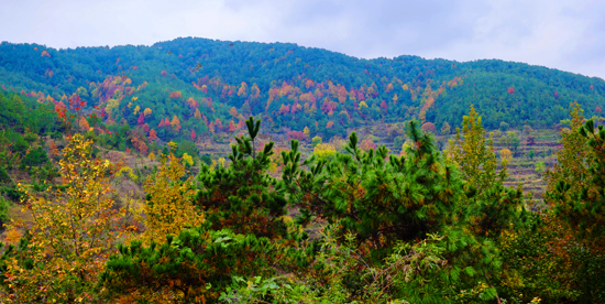 _dsc7726a.jpg