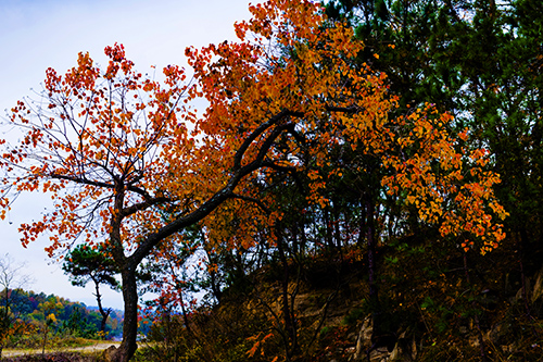 _dsc7720a.jpg