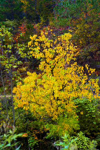 _dsc7710a.jpg