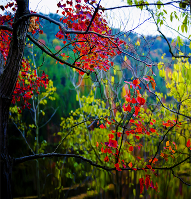 _dsc7700a.jpg
