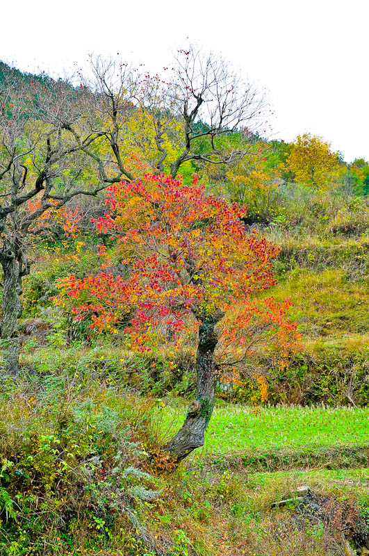 dsc_0072-1.jpg