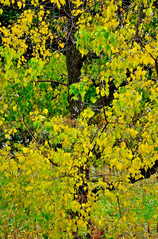 dsc_0104-1.jpg