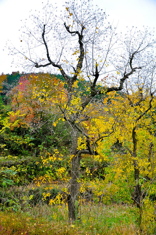 dsc_0105-1.jpg