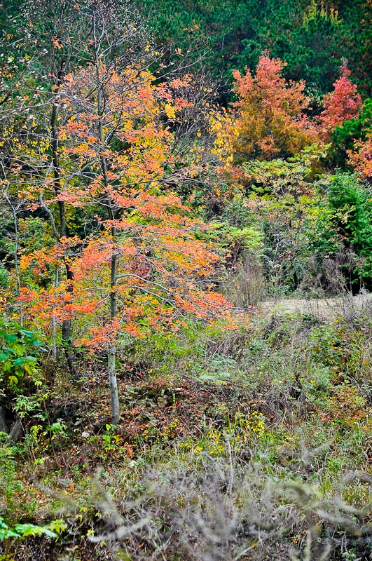 dsc_0107-1.jpg