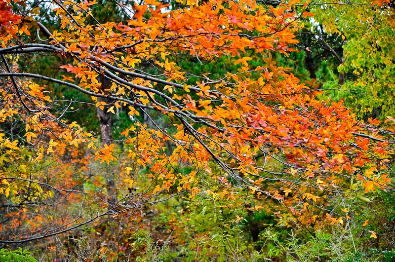 dsc_0109-1.jpg