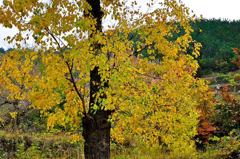 dsc_0111-1.jpg