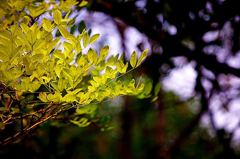 imgp7547_����.jpg