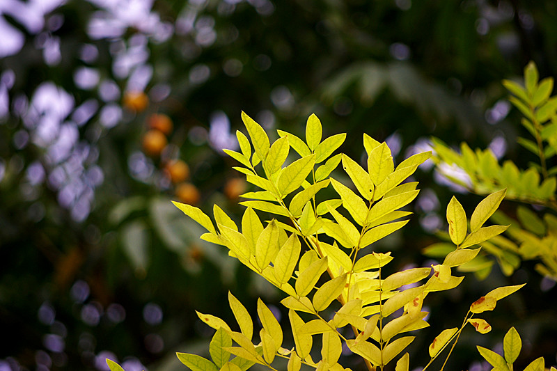 imgp7556_����.jpg