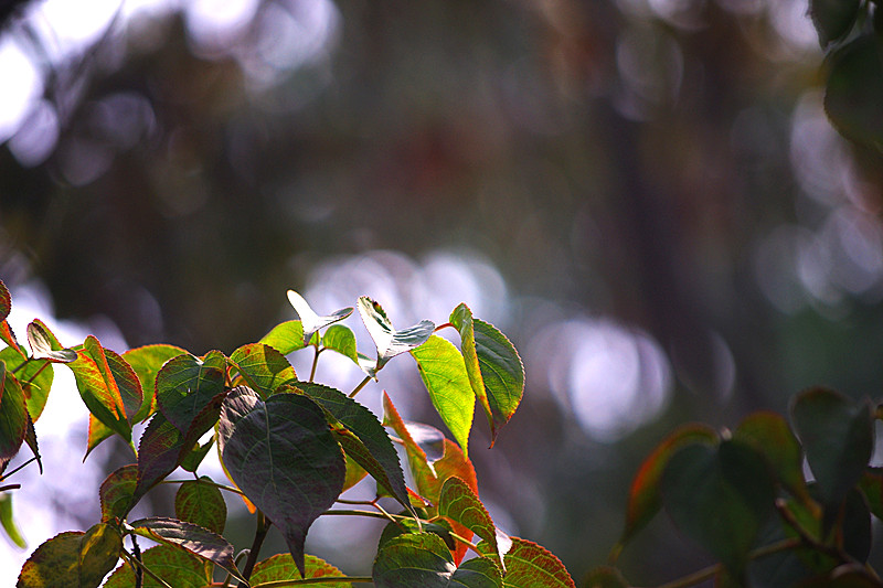 imgp7562_����.jpg