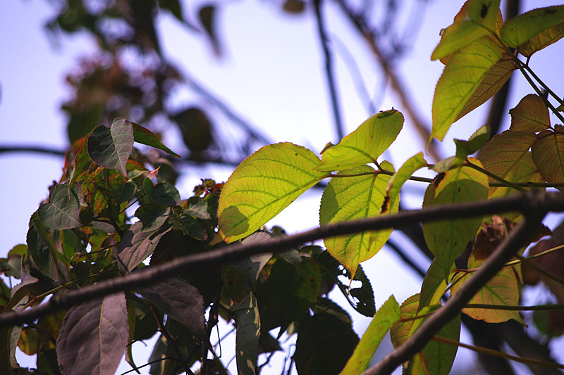 imgp7563_����.jpg