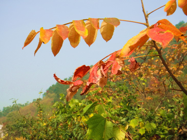 dsc08750.jpg