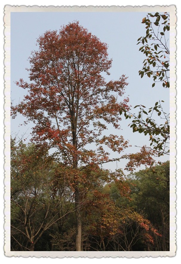 11.13.06jpg