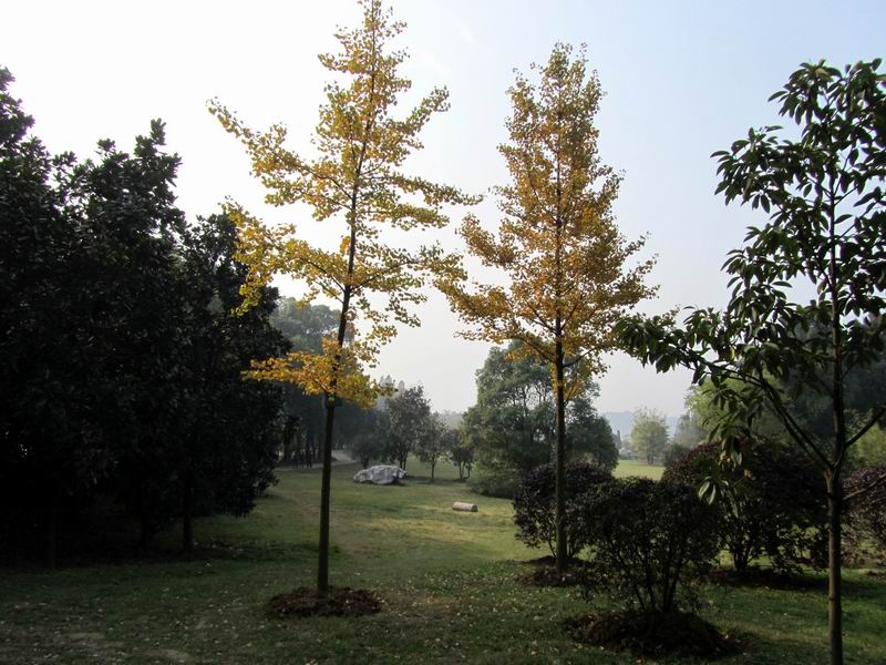4253.jpg