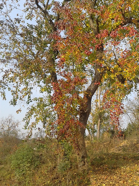 2011-11-12 15.24.51.jpg