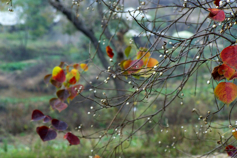 100_9415.jpg