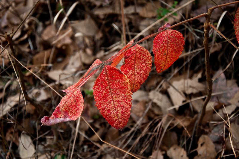 dsc_0007-1.jpg